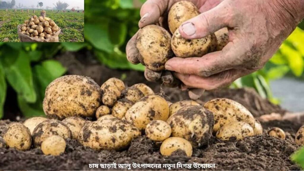 চাষ ছাড়াই আলু উৎপাদনের নতুন দিগন্ত উন্মোচন